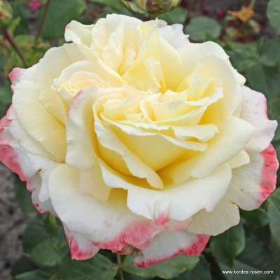 Саженец Чайно-Гибридных Роз "Атена" Саженец Чайно-Гибридных Роз "Атена"